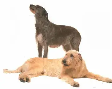 爱尔兰猎狼犬价格(祖宗是灭狼神犬现在是全世界最高的狗为)